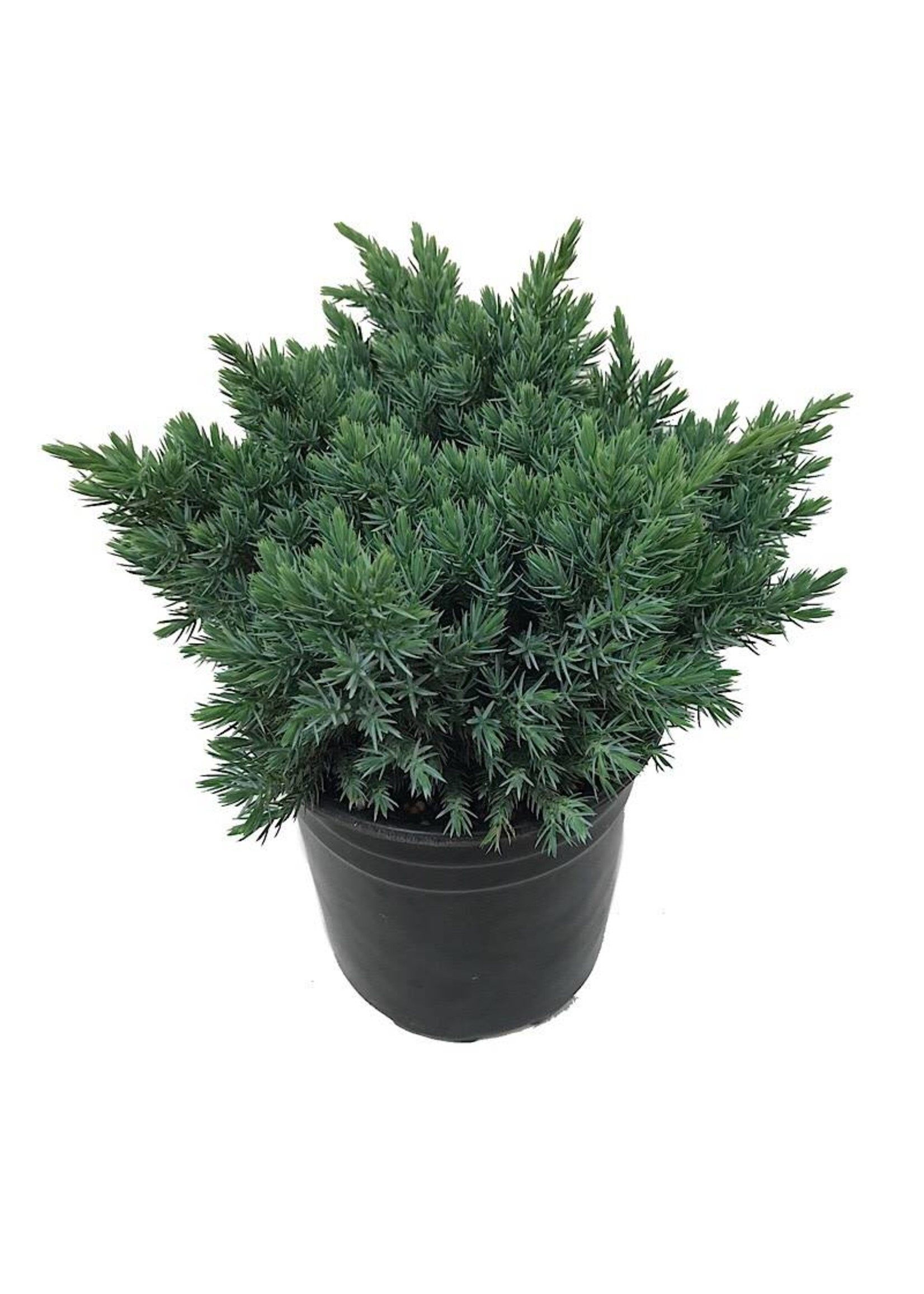 Juniperus squamata 'Blue Star' 1 Gallon