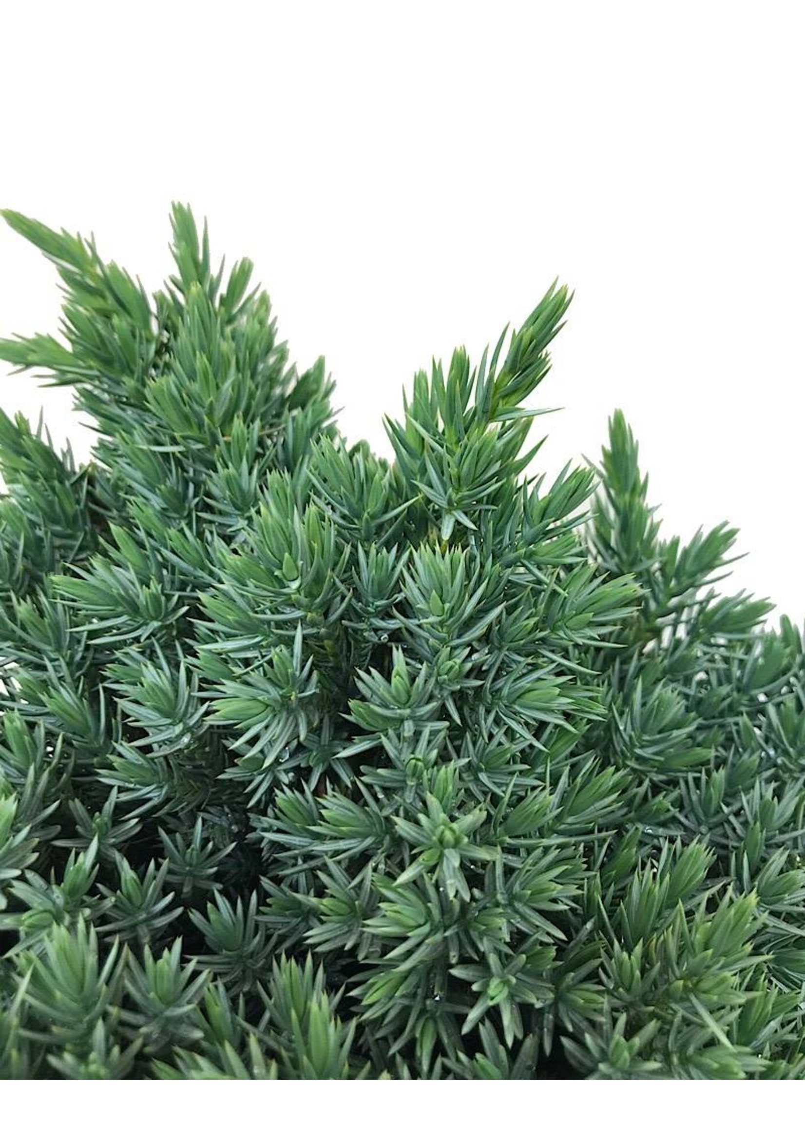Juniperus squamata 'Blue Star' 1 Gallon