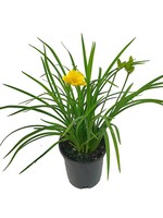 Hemerocallis 'Stella de Oro' 1 Gallon