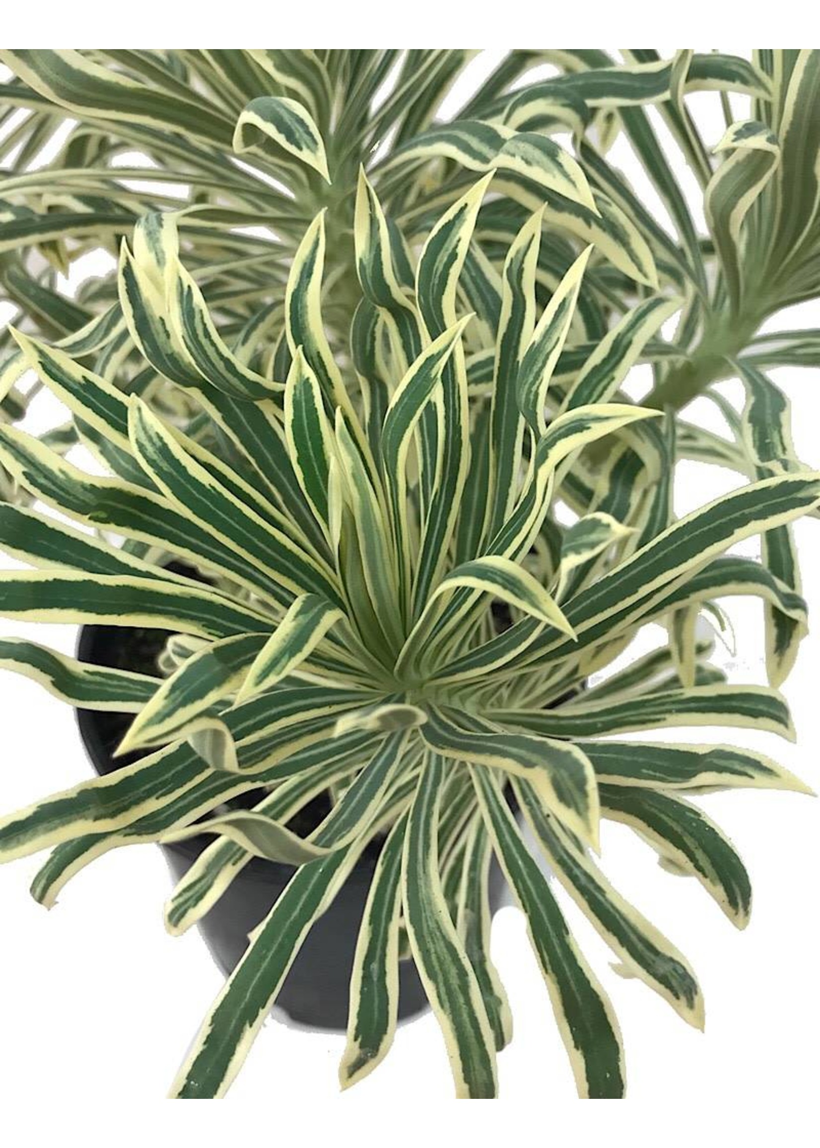 Euphorbia 'Tasmanian Tiger' 1 Gallon