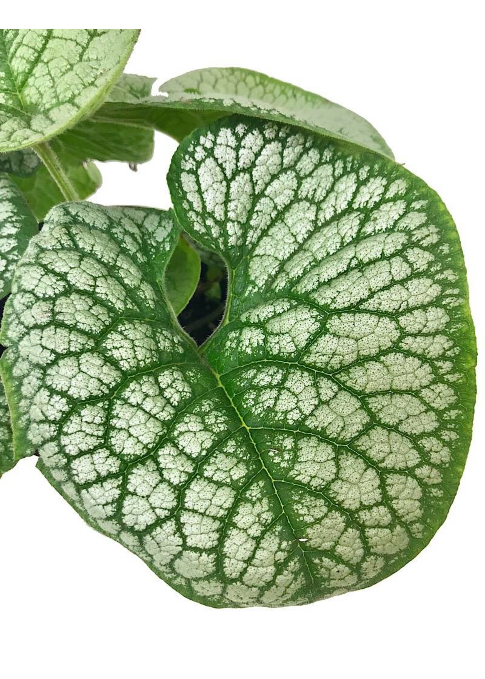 Brunnera macrophylla 'Sea Heart' 1 Gallon