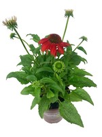 Echinacea purpurea 'Sombrero Salsa Red' 1 Gallon