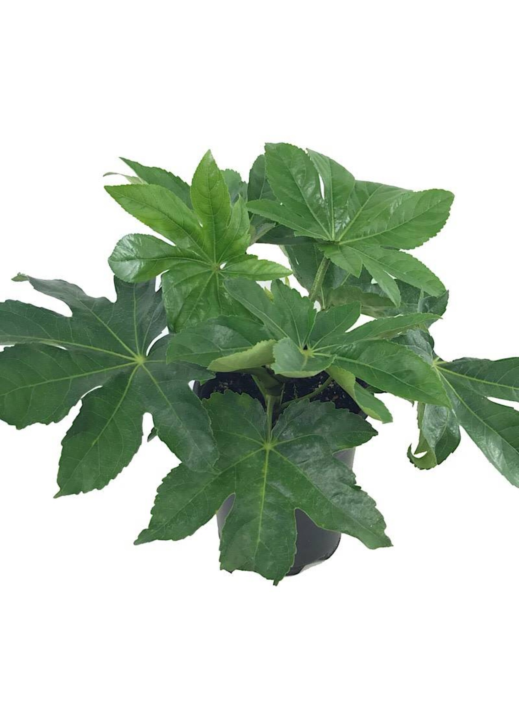 Fatsia japonica 1 Gallon