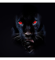 RJ Payne - He's A Fuckin Animal - Vinyl, LP, Album, Limited Edition, Numbered - 546758826