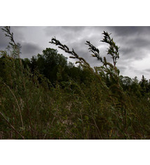 Gunwale - Southeast - Cassette, Album - 904834762