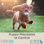 Puppy Play Date Registration
