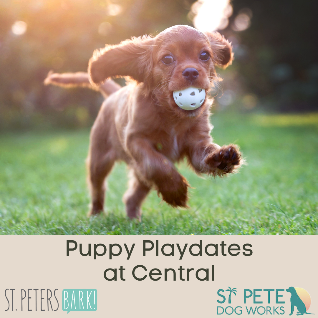 Puppy Play Date Registration St Petersbark, LLC