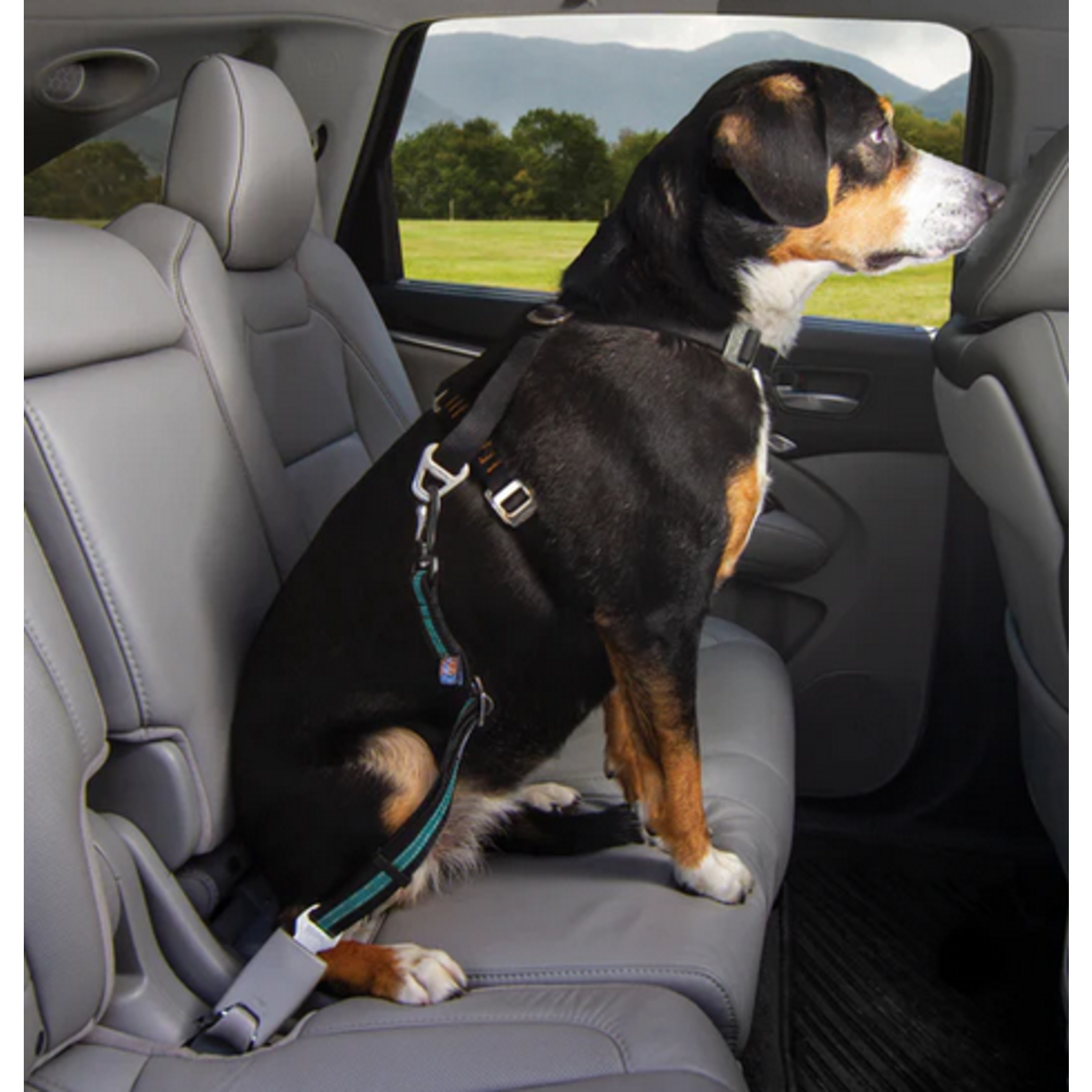 Kurgo KURGO Direct Seatbelt Swivel Tether Blue