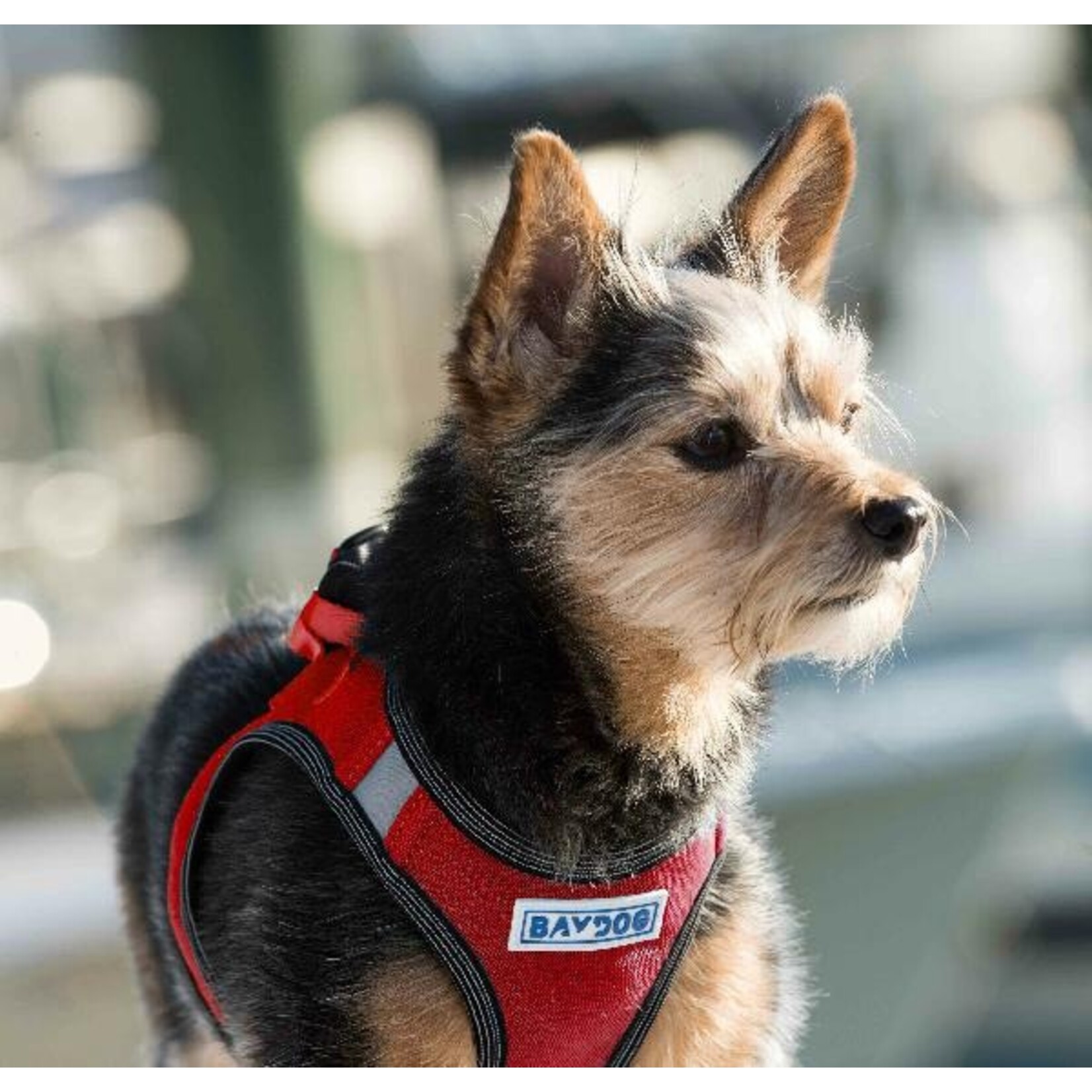 Baydog BAYDOG Liberty Bay Harness