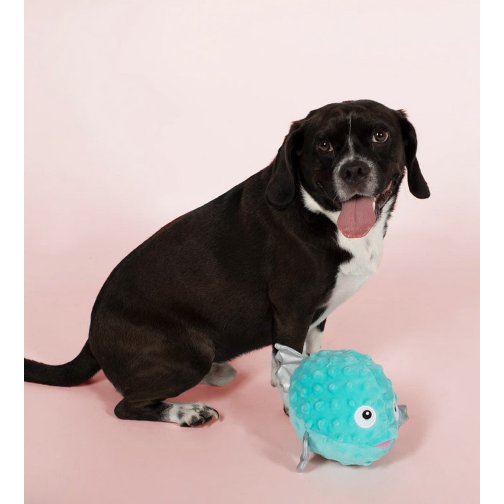 Fringe FRINGE Puffed Up Puffer Fish Plush Dog Toy