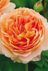 David Austin Carding Mill® English Shrub Rose