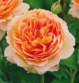 David Austin Carding Mill® English Shrub Rose