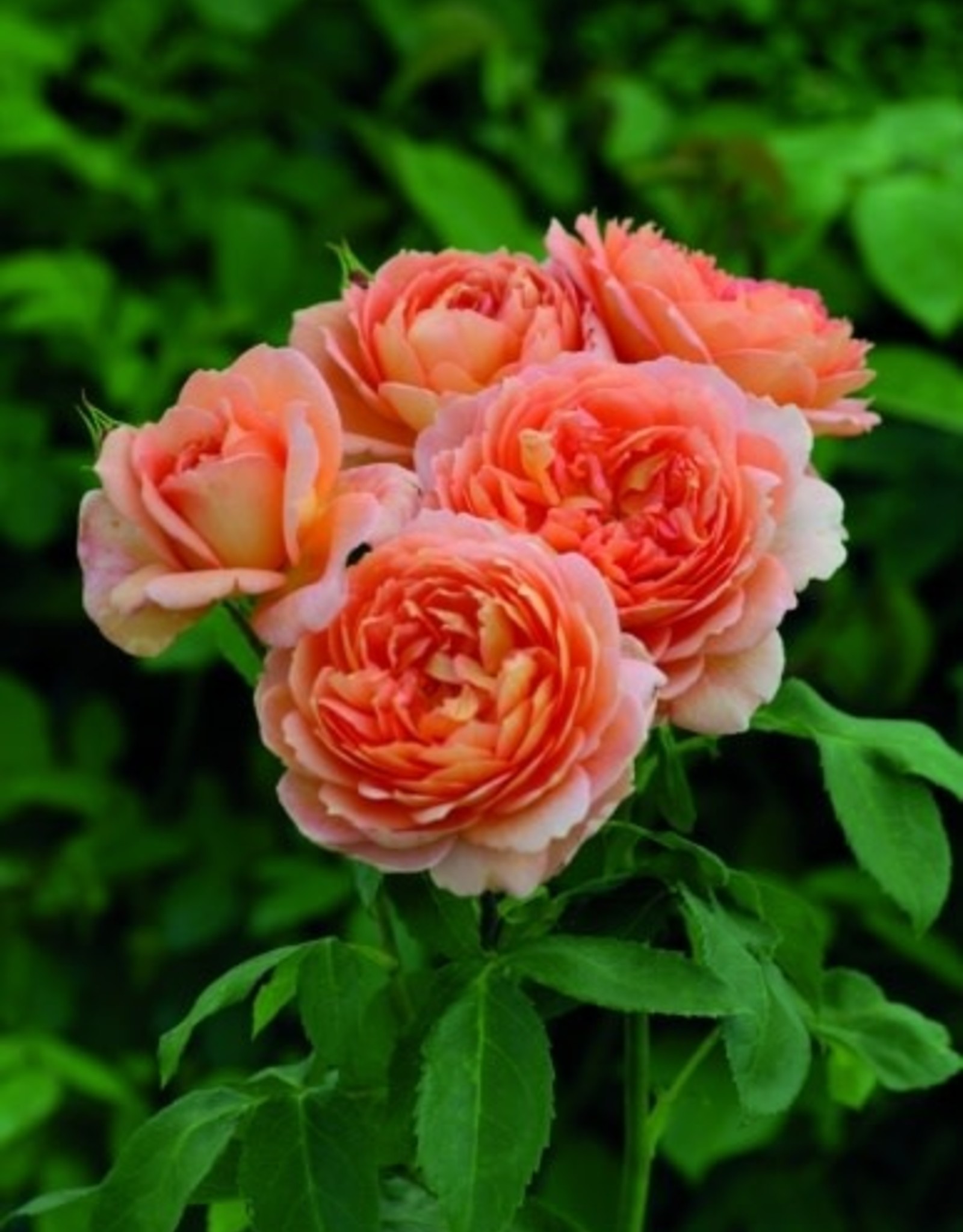 David Austin Carding Mill® English Shrub Rose