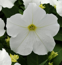 Squak Mtn Petunia 'Pretty Grand White' Pack