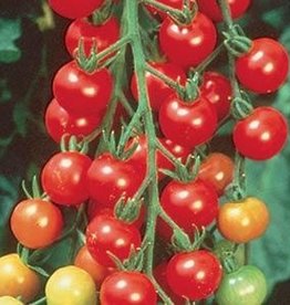 Squak Mtn Tomato 'Sweet 100 Cherry' 2" Pot