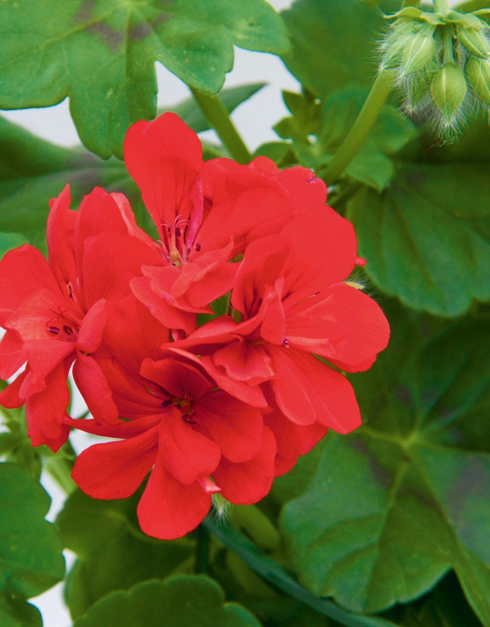 Squak Mtn Ivy Geranium 'Royal Brilliant Red' 4" Pot