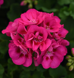 Squak Mtn Zonal Geranium 'Sunrise Rose Hot Eye' 6" Pot