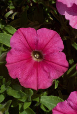 Squak Mtn Petunia 'Starlet Dark Pink' 4"
