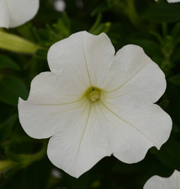 Squak Mtn Petunia 'Starlet White' 4"