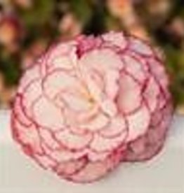 Squak Mtn Begonia Nonstop Rose Petticoat 4"