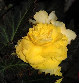 Squak Mtn Begonia Nonstop Mocca Yellow 4"
