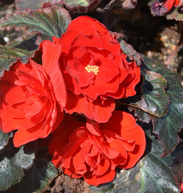 Squak Mtn Begonia Nonstop Mocca Red 4"
