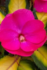 Squak Mtn Impatiens SunPatiens Compact 'Tropical Rose' Jumbo Pack