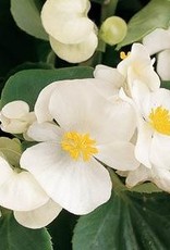 Squak Mtn Begonia Prelude 'White' 4"