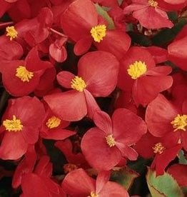 Squak Mtn Begonia Prelude 'Scarlet' 4"