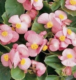 Squak Mtn Begonia Prelude 'Pink' Jumbo Pack