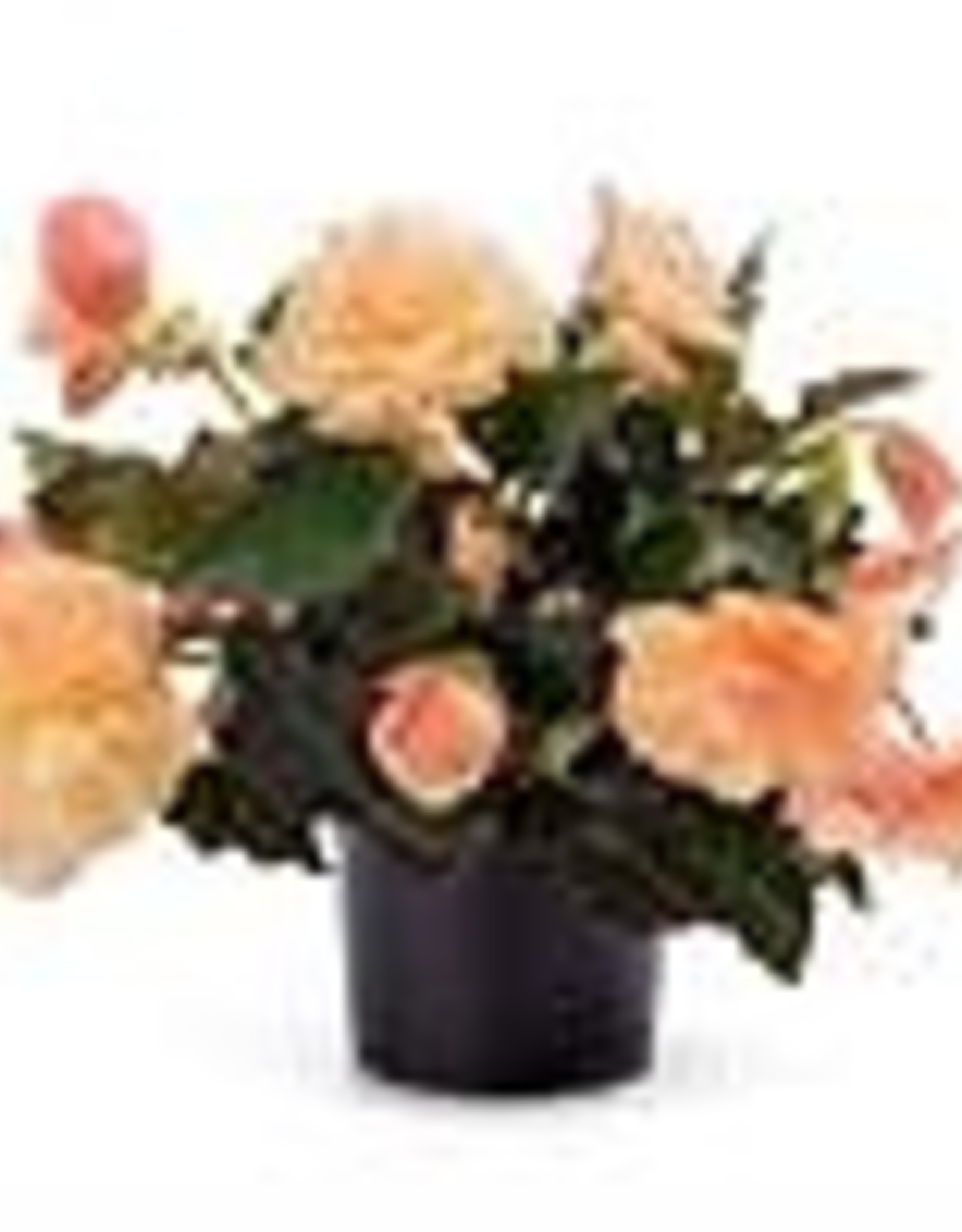 Бегония Begonia fragrant Falls Peach