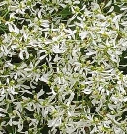 Squak Mtn Euphorbia Breathless 'White' 4"