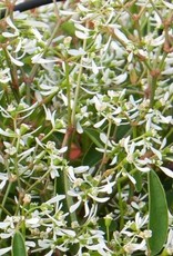 Squak Mtn Euphorbia Loreen 'White' 4"