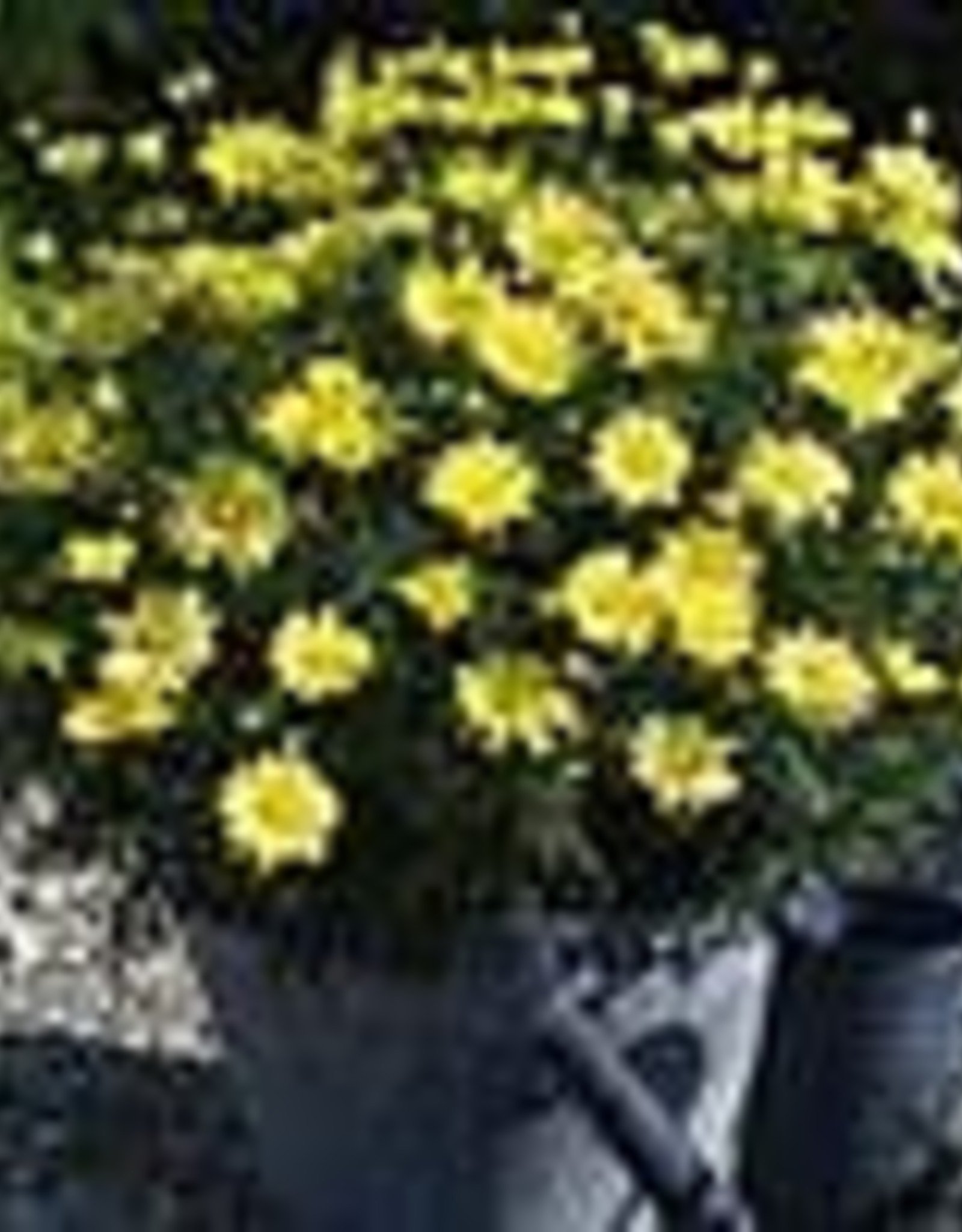 Squak Mtn Argyranthemum 'Beauty Yellow' 4"