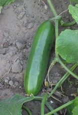 Squak Mtn Cucumber 'Marketmore' 2.5"