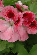 Squak Mtn Regal Geranium 'Elegance Rose Bicolor' 4"