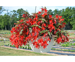 Begonia Beauvilia Red Squak Mt Nursery