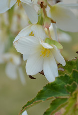 Squak Mtn Begonia Beauvilia 'White'
