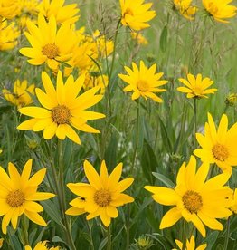 Squak Mtn Argyranthemum 'Sunny Spring' 4"