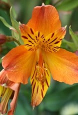 Squak Mtn Alstroemeria Colorita 'Eliane Orange' 8"