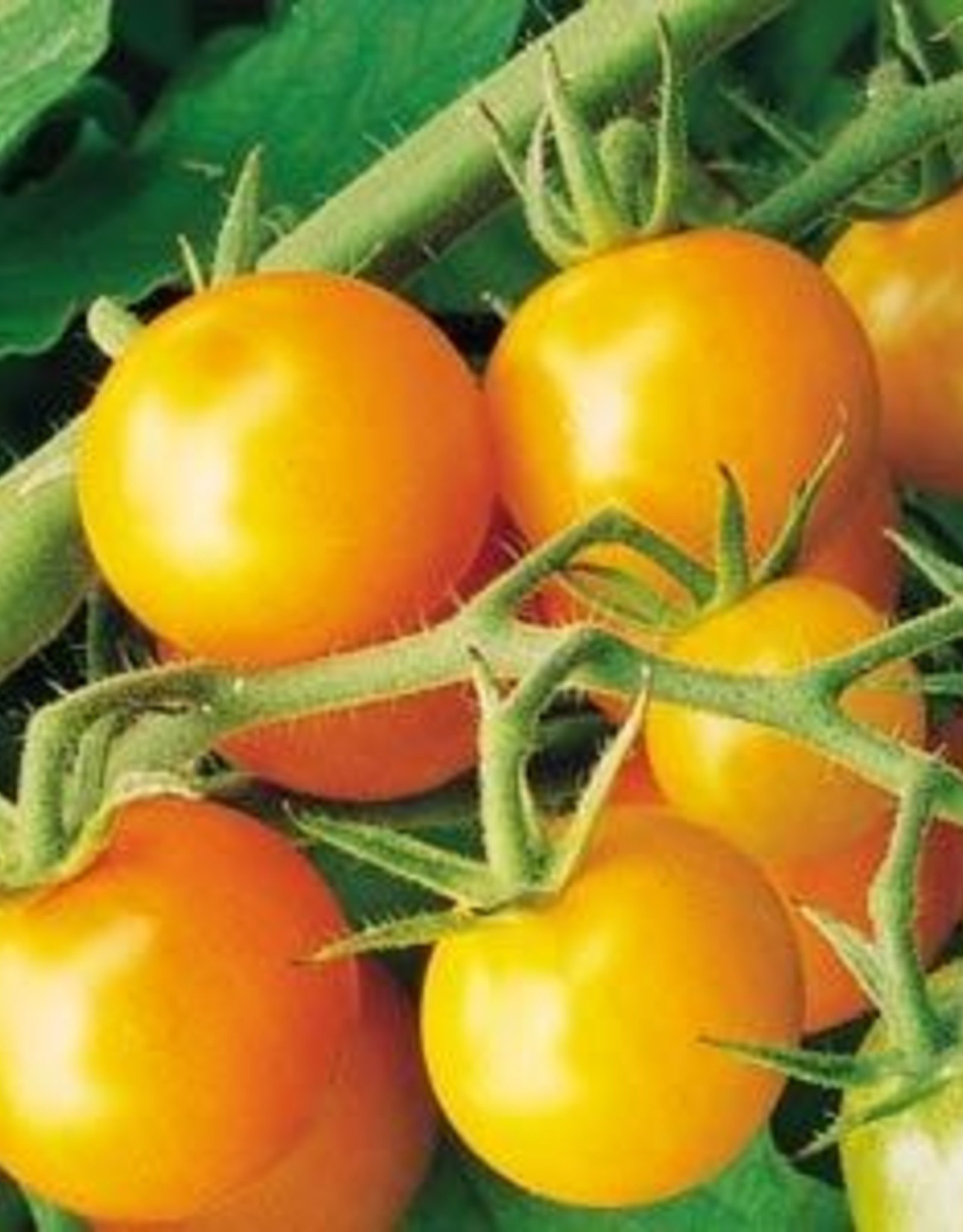 Squak Mtn Tomato 'Sungold Cherry' 1 Gallon