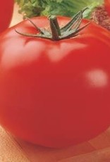 Squak Mtn Tomato Grafted 'Big Beef' 2 Gallon