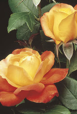 Weeks Roses Judy Garland Floribunda Rose