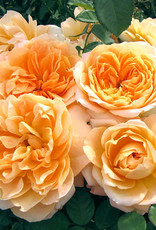 Weeks Roses Forever Amber™ Floribunda Rose