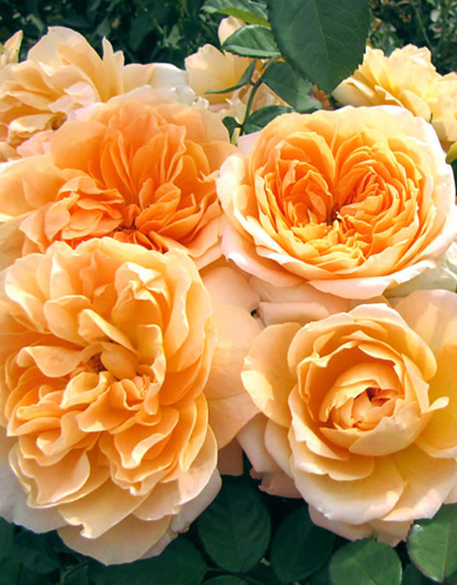 Weeks Roses Forever Amber™ Floribunda Rose