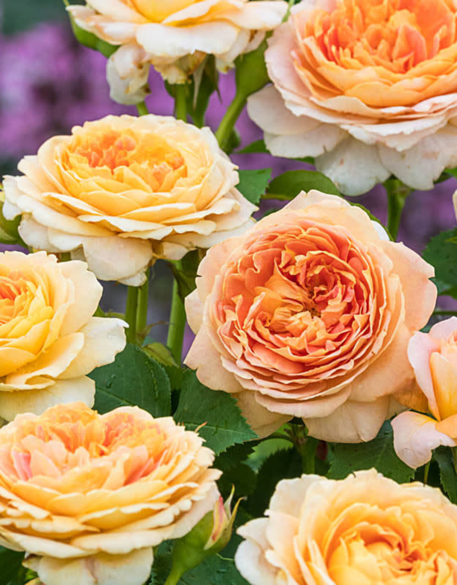 Weeks Roses Fun in the Sun™ Grandiflora Rose