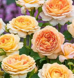 Weeks Roses Fun in the Sun™ Grandiflora Rose