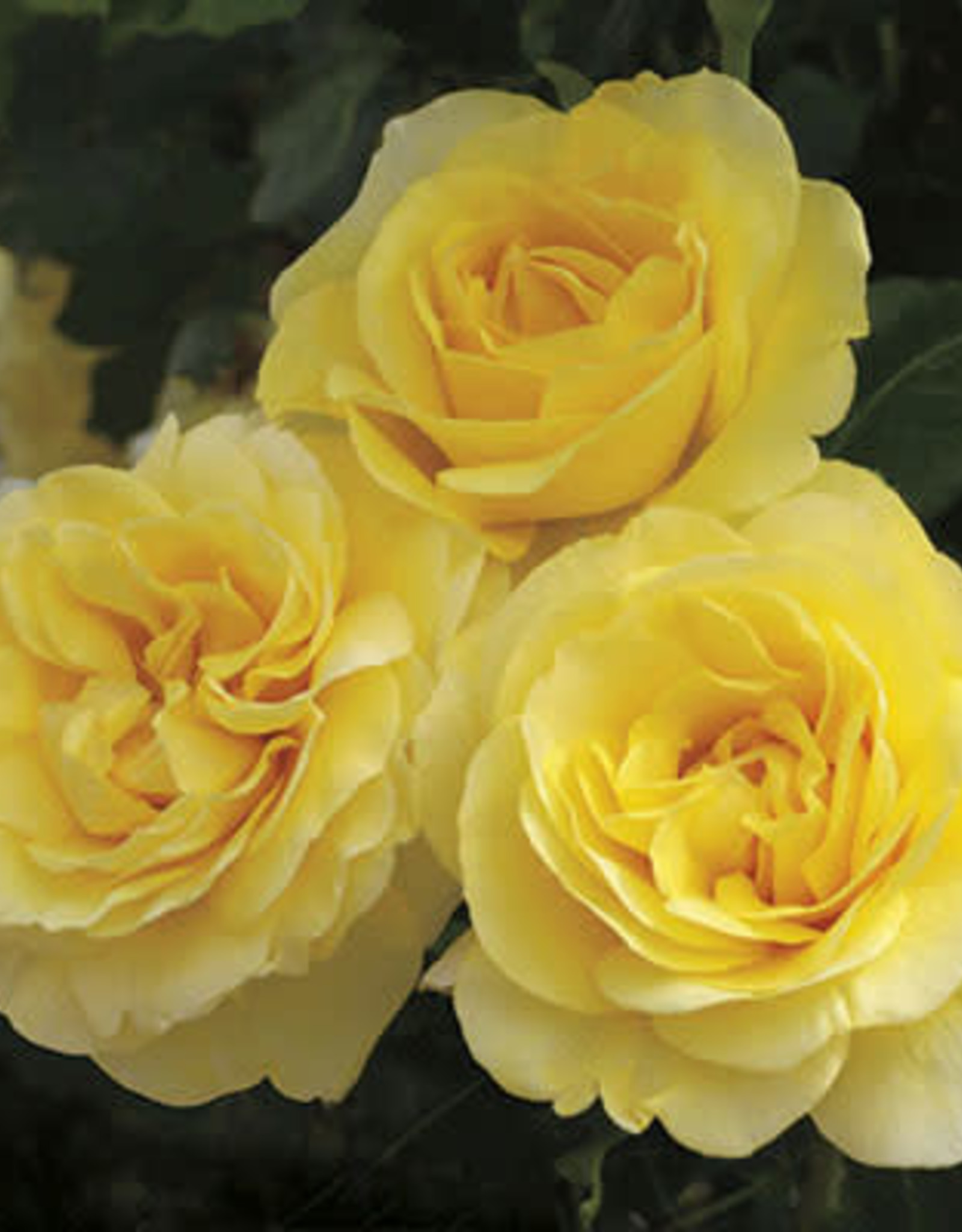 Роза желтая флорибунда грандифлора