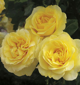 Weeks Roses Happy Go Lucky™ Grandiflora Rose