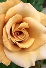 Weeks Roses Honey Dijon™ Hybrid Tea Rose